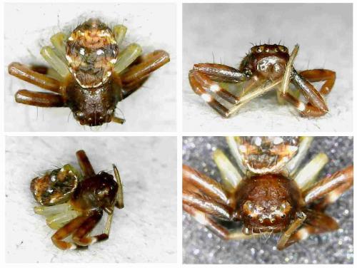 Thomisinae